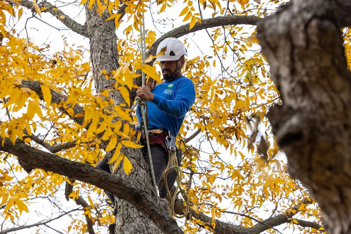 Skilled Tree Trimming crew working in Yosemite